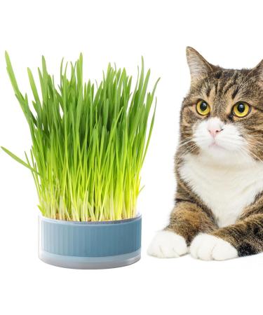 Anulely Cat Grass Plant Container - Earth-Free Sprouter Tray for Indoor Cats & Pets | Stylish Blue Planting Box for Home D cor - Buy Online on GoSupps.com