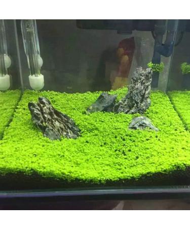 C-LARSS Aquarium Fish Tank Plant Seeds - Green Leaves Carpet Water Grass Decor for Aquatics - Buy Online on GoSupps.com