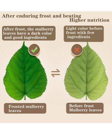 Mulberry Leaves Tea Natural Mulberry Leaf Tea 240g/8.5OZ Mulberry Dried Leaves Sang Ye Tea Mulberries Loose Leaf Tea Dried Herbal Tea Caffeine-free No Additives  - Buy Online on GoSupps.com