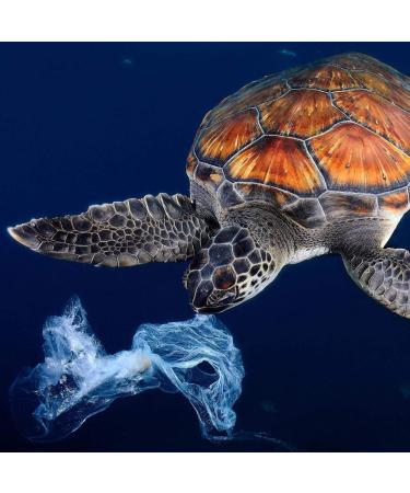 PAC Ocean Upcycling Autika - One Size Multicolor Eco-Friendly Accessory | International Shipping - Buy Online on GoSupps.com