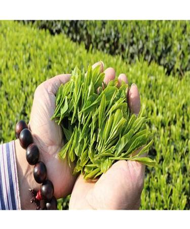 100g Longjing de printemps du lac de au th vert e th Long Jing - Buy Online on GoSupps.com