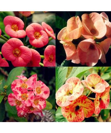 Portaal Cool Semi di Salipiglossis Superbissima Blend 300 mg - Buy Online on GoSupps.com