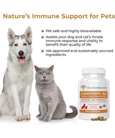 Real Mushrooms Cordyceps Pet & Human Performance Bundle (120ct) - Energy & Vitality Supplement for Pets and Humans - Gluten-Free Non-GMO - Buy Online on GoSupps.com