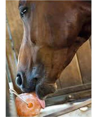 Animal Salt Lick for Horses Natural Pink Salt Suitable All type Animal Natural shape salt lick 1.3kg-1.5kg with strong hanging rope - Buy Online on GoSupps.com