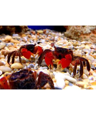 Aquatic Foods Inc. Calcium Feeder Medium-Large Shells. Extra Thick Shells for Shrimp Snails Crabs Crayfish Hermit Crabs and All Tropical Fish 10 Count Jar 10 Count (Pack of 1) - Buy Online on GoSupps.com