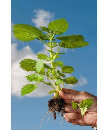 Nettle Root/Ortie Racine (Urtica Dioica) - Health Embassy - 100% Natural (50g) - Buy Online on GoSupps.com