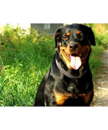 JYHY Luxury Dog Choke Collar Slip P Chain -Pet Iron Metal Double Chain Row Neck Walking Training Small Medium Large Dogs 55cm 2.5mm*55cm - Buy Online on GoSupps.com