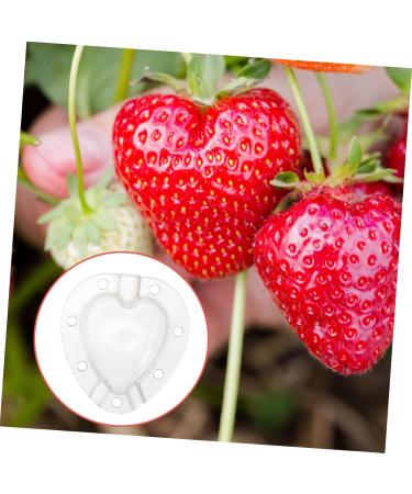 POPETPOP 15 Pcs Fruit Shaping Mold Vegetable Growing Mold Fruit Protection Pear Mold White Gourd Garden Tools 4.5x4cmx3pcs Whitex3pcs - Buy Online on GoSupps.com