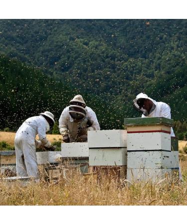 Taylor Pass Honey Co. Multifloral Manuka Honey MGO50+ | Sustainable New Zealand Honey | (Manuka MGO50+) (500g) - Buy Online on GoSupps.com