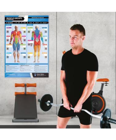 MUSCLE GROUPS & EXERCISES Poster | Anterior & Posterior Muscles | Laminated Home & Gym Wall Chart | FREE Online Training | A1 Size - 841mm x 594mm | Enhance Personal Fitness - Buy Online on GoSupps.com