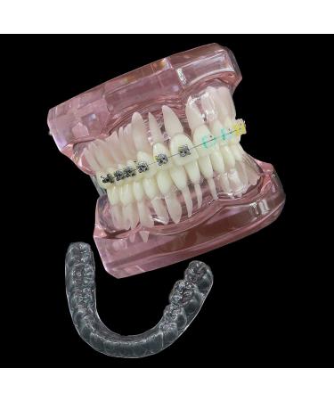 HDGRNCC Dental orthodontic brackets model dental teeth orthodontic retainer demonstration model with metal ceramic self -ceramic bracket for training with ligature