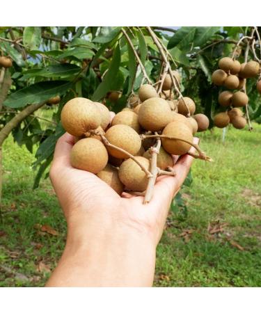Fresh Longan Fruit 1000 gr - Buy Online on GoSupps.com