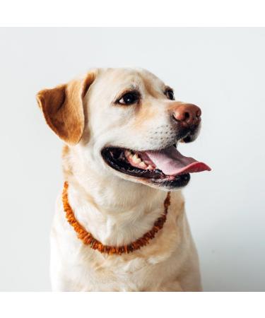Premium Amber Necklace for Dogs & Cats | Leather Clasp | Flea & Tick Protection 30-35cm - Buy Online on GoSupps.com
