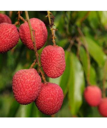 Mathieu Teisseire Litchi Syrup for drinks lemonades sodas cocktails with or without alcohol teas milkshakes smoothies 70cl bottle - Buy Online on GoSupps.com