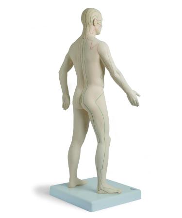 3B Scientific N30 Acupuncture Male Model 31.5-Inchx11.4-Inchx10.2-Inch - Buy Online on GoSupps.com