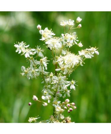 Alpi Investment OOD Meadowsweet tea 250g filipendula cut gently dried 100 pure and natural for the preparation of tea meadowsweet tea herbal tea 250 GR - Buy Online on GoSupps.com