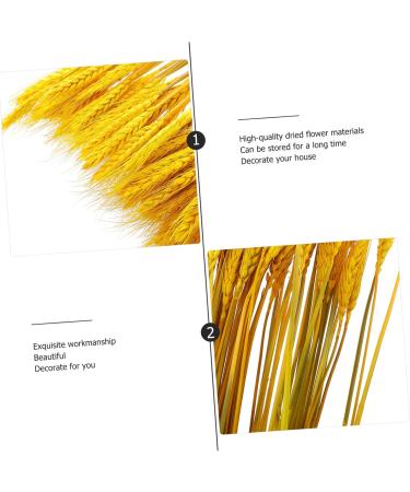 Abaodam 200 Pcs Dried Wheat Ears Bouquet Decked Dried Flower Bouquet Wheat Sheave Bundle Wheat Sheave Flower Wedding Decoration Wheat Stalk Ears of Wheat Gift Dried Flowers. Yellowx2pcs 52X10CMx2pcs - Buy Online on GoSupps.com