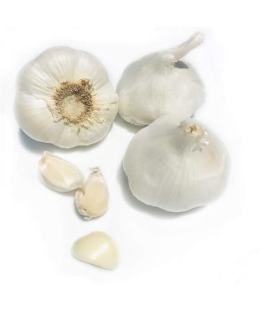 Kejora Fresh Garlic Bulbs - Qty : 5 Bulbs