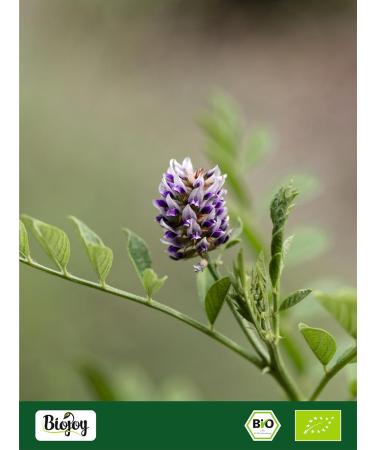  Biojoy Biojoy Organic Liquorice Root (250 g) dried and cut Liquorice Herbal Tea (Glycyrrhiza glabra) - Buy Online on GoSupps.com