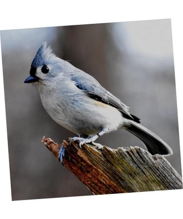 BESPORTBLE 200 Pcs Pigeon Anklet Chicken Legs Pigeon Bands Numbered Poultry Leg Ring Baby Split Ring to Open 1.3X1.3CMx2pcs Blackx2pcs - Buy Online on GoSupps.com