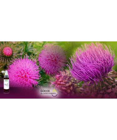Liquid Milk Thistle Colloidal Milk Thistle detoxifies and protects the liver. Milk thistle is useful in cases of stomach aches and colic. Useful for skin improvement. Containers 100 ml - Buy Online on GoSupps.com