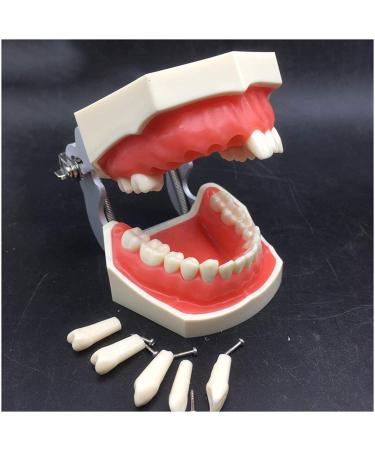 Vinbcorw Dental Care Model - 24 Removable Teeth for Adult Teaching (12x9.5 cm) - Ideal for Dentists & Educators - Buy Online on GoSupps.com