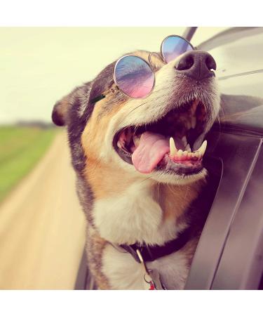 7-Piece Pet Sunglasses Gold Chain Costume Set for Cats and Dogs - Funny Cute Cat Glasses Retro Cosplay - Vivid Colors & Lovely Style - Buy Online on GoSupps.com