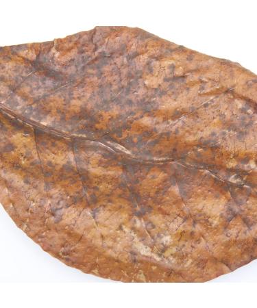 JBL Catappa 25198 - 10 XL Tropical Almond Leaves for Freshwater Aquariums | International Shipping Available - Buy Online on GoSupps.com