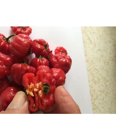 Portal Cool Aji Aji Cachucha Gustoso 20 semi del peperone Dolce Aji Dulce Cubano Dolce naturali - Buy Online on GoSupps.com