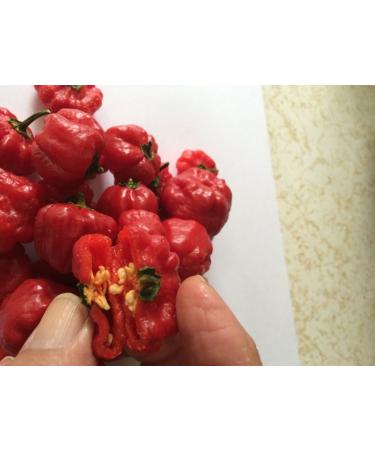 Portal Cool Aji Aji Cachucha Gustoso 20 semi del peperone Dolce Aji Dulce Cubano Dolce naturali