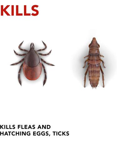 Raid Flea Killer Carpet & Room Spray, Kills hatching eggs for up to 4 months, 16 Oz - Buy Online on GoSupps.com
