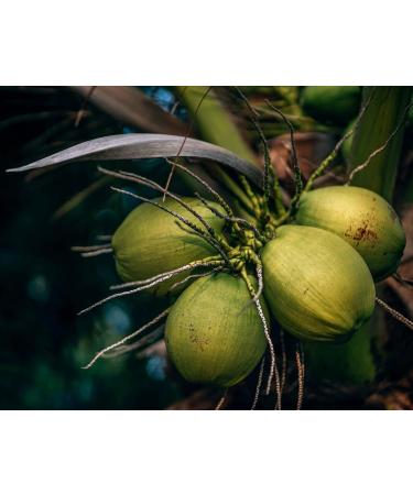 Buy 6 x Organic Coconut Milk 270 ml | Fairtrade Original | Sri Lanka | Ideal for Asian Dishes | 100% Organic & Natural - Buy Online on GoSupps.com