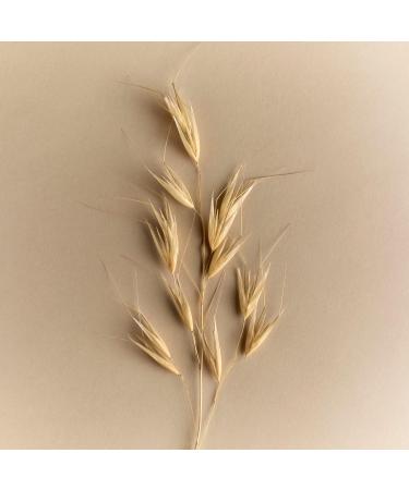 Neal's Yard Remedies Oat & Ceramide Barrier Repair Cream Vegan & Cruelty-Free 1.69 fl. oz. - Buy Online on GoSupps.com