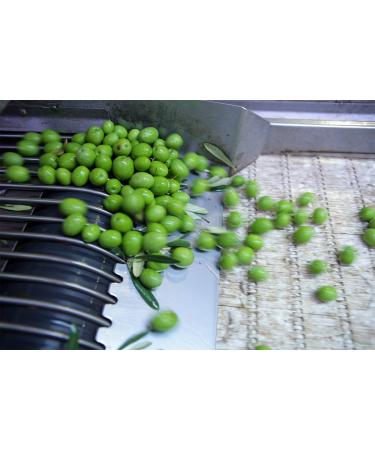 Olive Snack Packs - 8 Ct Kalamata Pitted Olives (2.3 oz Each) | Healthy Gourmet Snacks - Buy Online on GoSupps.com