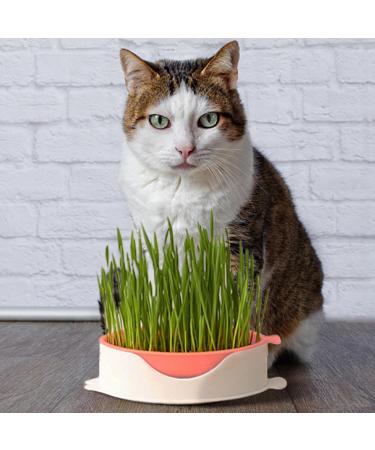  Tebinzi Catnip Cup Catnip Planter Hydroponic Catnip Culture - Cultivation Box Planting Soiless Fish Shape with Mesh Tray for Tebinzi - Buy Online on GoSupps.com