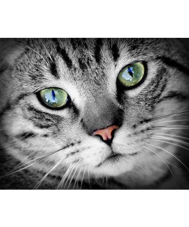 cat Eye Health Supplements - Cats Eye Health Complex - Advanced Formula for Eye Sight - Immune Boost - Lutein for Cats - 2 Bottles (120 Tablets) - Buy Online on GoSupps.com