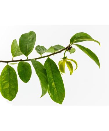 Jasmine Thai Aroma Oil 100ml - Premium Massage Oil with Authentic Thailand Scent - Buy Online on GoSupps.com