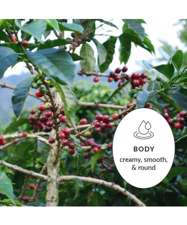 Bridgehead Coffee-Centro House | Full Medium Roast Coffee | Ground Coffee | 340 g - 12 oz pack | Organic | Fairtrade | Sustainable | proudly Canadian Centro House 340 g (Pack of 1) - Buy Online on GoSupps.com