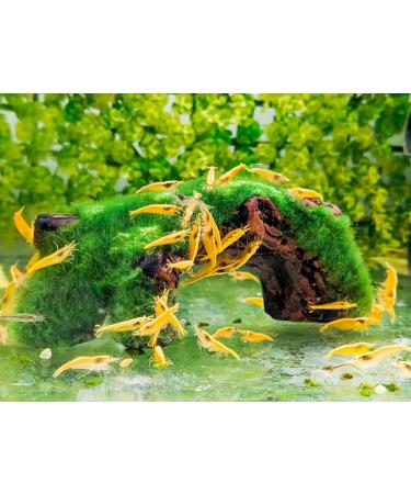 Forest Aquatics Moss Covered Log Shrimp Cave - Buy Online on GoSupps.com