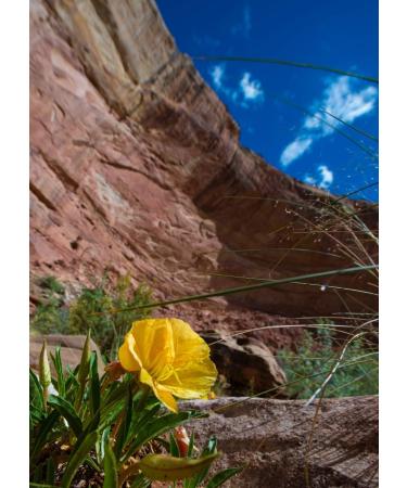 Health Embasssy Graines d'Onagre | Oenothera Biennis L | Evening Primrose Seeds (200g) 200 g (Lot de 1) - Buy Online on GoSupps.com