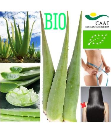 Buy 5 Fresh Bio Aloe Vera Leaves (80 cm 800g) - Premium XXL Barbadensis Miller for Skin Hair & Body - EU Certified Anti-Aging - Ships Worldwide - Buy Online on GoSupps.com