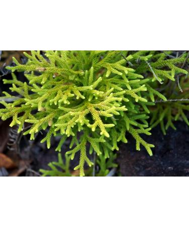 Lycopodium Herb Tea | Lycopodium Clavatum L | Lycopode Herbe Tisane | Health Embassy (100g) - Buy Online on GoSupps.com