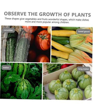 2pcs Vegetable Shaping Mold Cucumbers Vegetables Garden Fruit Mold Fruit Shaping Mold Modeling Melon - Buy Online on GoSupps.com