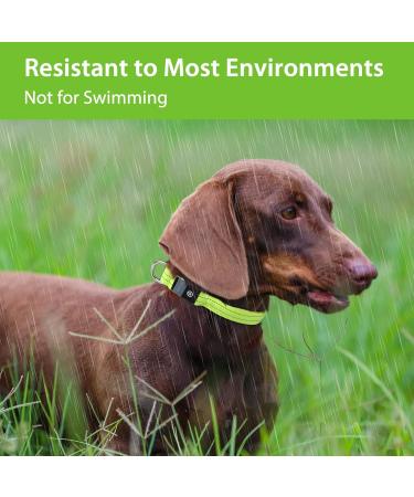 PCEOTLLAR Luminous Dog Collar - Adjustable LED Light Neck Band for All Dog Sizes (Green 28-40cm) - Flashing Reflective Safety Accessory - Buy Online on GoSupps.com