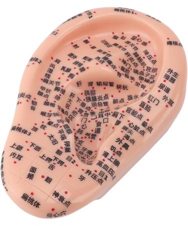 17 cm Ear Acupuncture Model - Clear Ear Reflex Point & Massage Display for Professional Learning - Buy Online on GoSupps.com