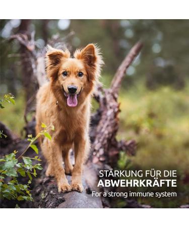 AniForte Cold-Pressed Organic Hemp Oil for Dogs & Horses - 1L 100% Pure BARF Oil | Premium Natural Product Without Additives - Buy Online on GoSupps.com