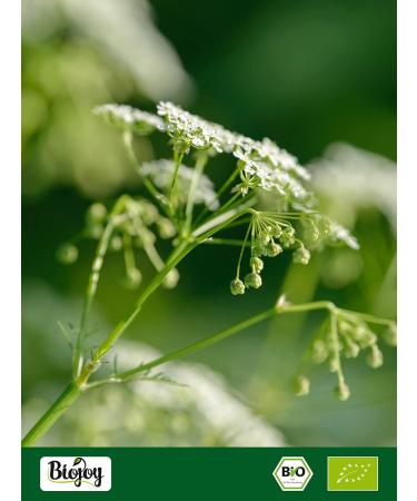 Biojoy Anis vert BIO (250 g) graines d'anis enti res sans additifs - Buy Online on GoSupps.com