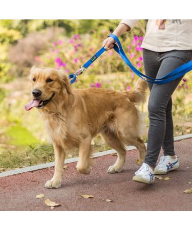 Dazzber Martingale Neck Band for Medium Dogs - Royal Blue No Pull No Escape Ideal for Training & Walking (Size M: 35.6-53.3 cm) - Buy Online on GoSupps.com