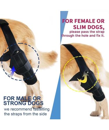 Dog Knee Brace Rear Leg Brace | Rear Leg Stabilizer for Small Dogs Neoprene Hip Brace with Adjustable Traction Belt for Cruciate Ligament Injury Joint M left - Buy Online on GoSupps.com