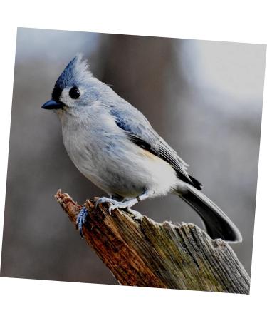 Angoily 300 Pcs Pigeon Anklet Duck Oyster Shell for Pigeon Identification Ring Network Management Bayonet 1.3X1.3CMx3pcs Blackx3pcs - Buy Online on GoSupps.com